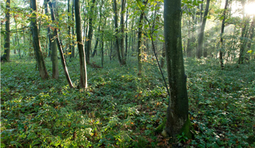 La réserve naturelle ‘Steenbergse Bossen‘